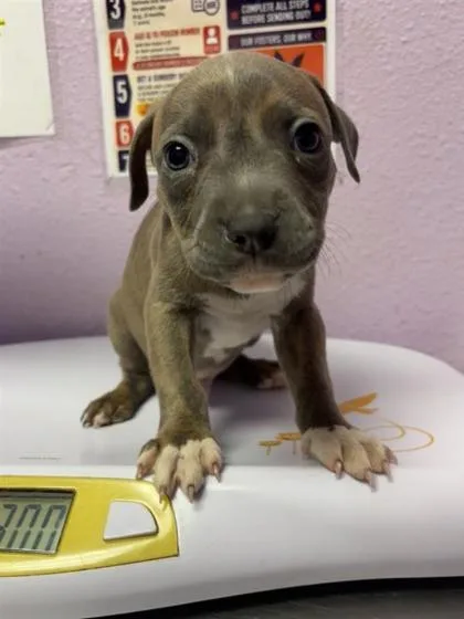 A baby small-sized male Brown / Chocolate Pit Bull Terrier dog named 61260755 for adoption in El Paso, TX