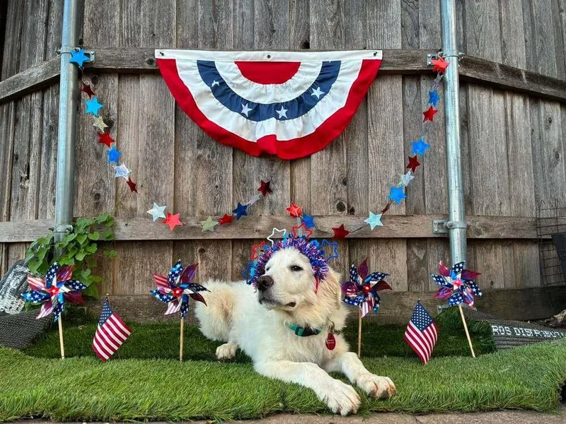 A baby large-sized male White / Cream Great Pyrenees dog named Benedict for adoption in Dallas, TX