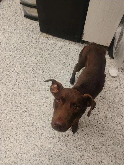 An adult medium-sized female Mixed Breed dog named Cocoa for adoption in Atlanta, GA