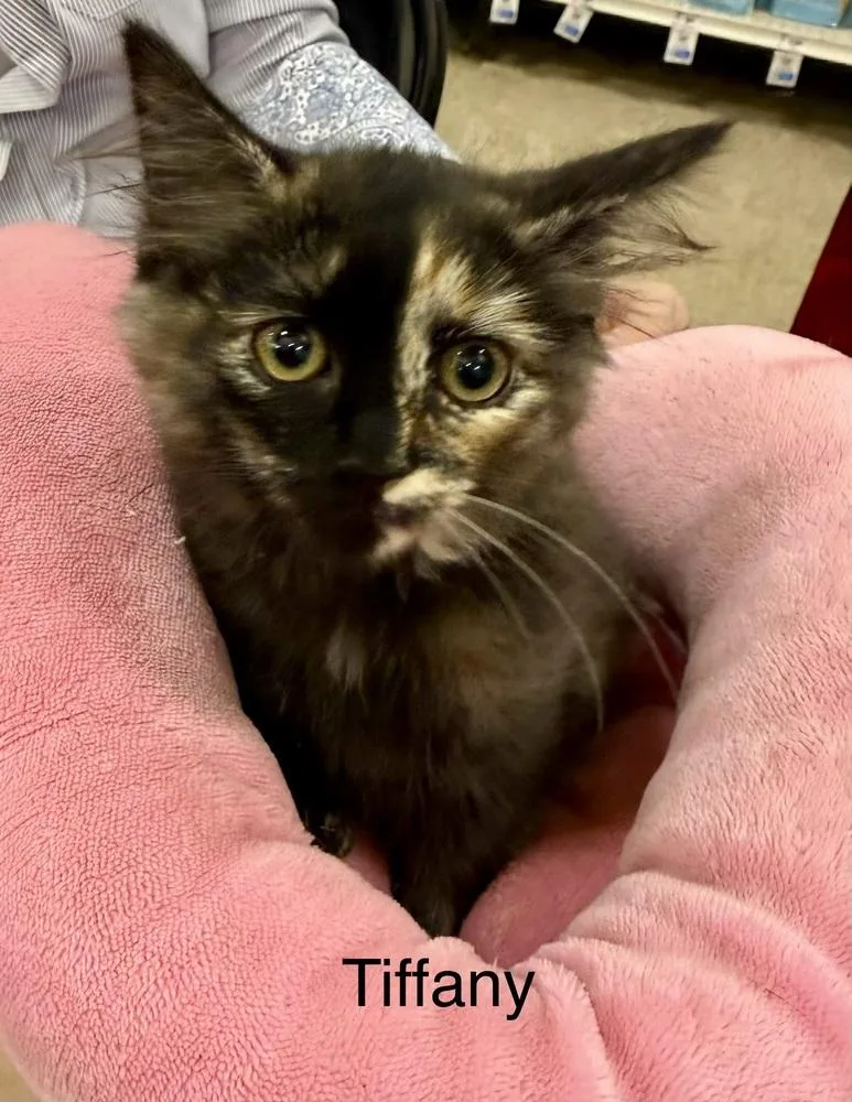 A baby medium-sized female Domestic Long Hair cat named Tiffany for adoption in Safety Harbor, FL