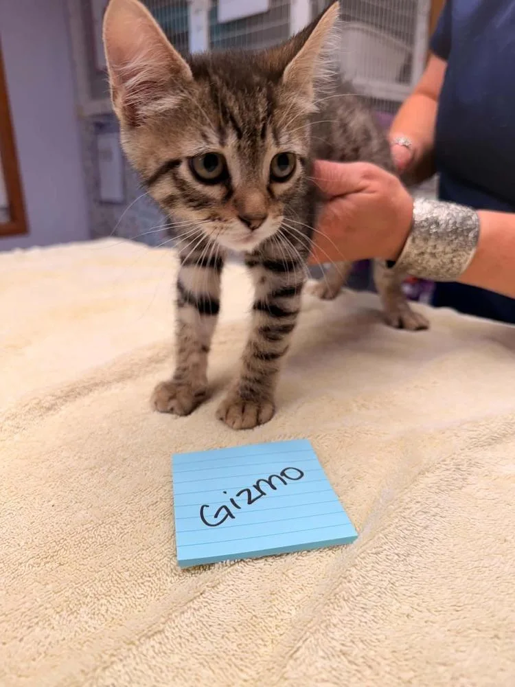 A baby small-sized male Domestic Short Hair cat named Gizmo for adoption in Vancouver, WA