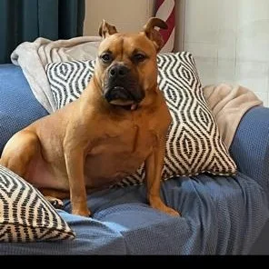 An adult medium-sized female Red / Chestnut / Orange Bulldog dog named Sadie for adoption in Chicopee, MA