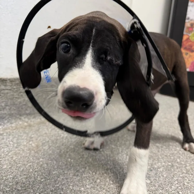 A baby medium-sized male Black Beagle dog named Rooster for adoption in Lakeland, FL