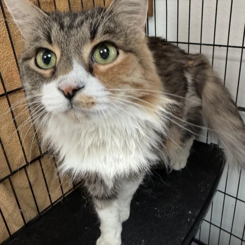 An adult medium-sized female Calico Domestic Long Hair cat named Jenny for adoption in Estes Park, CO
