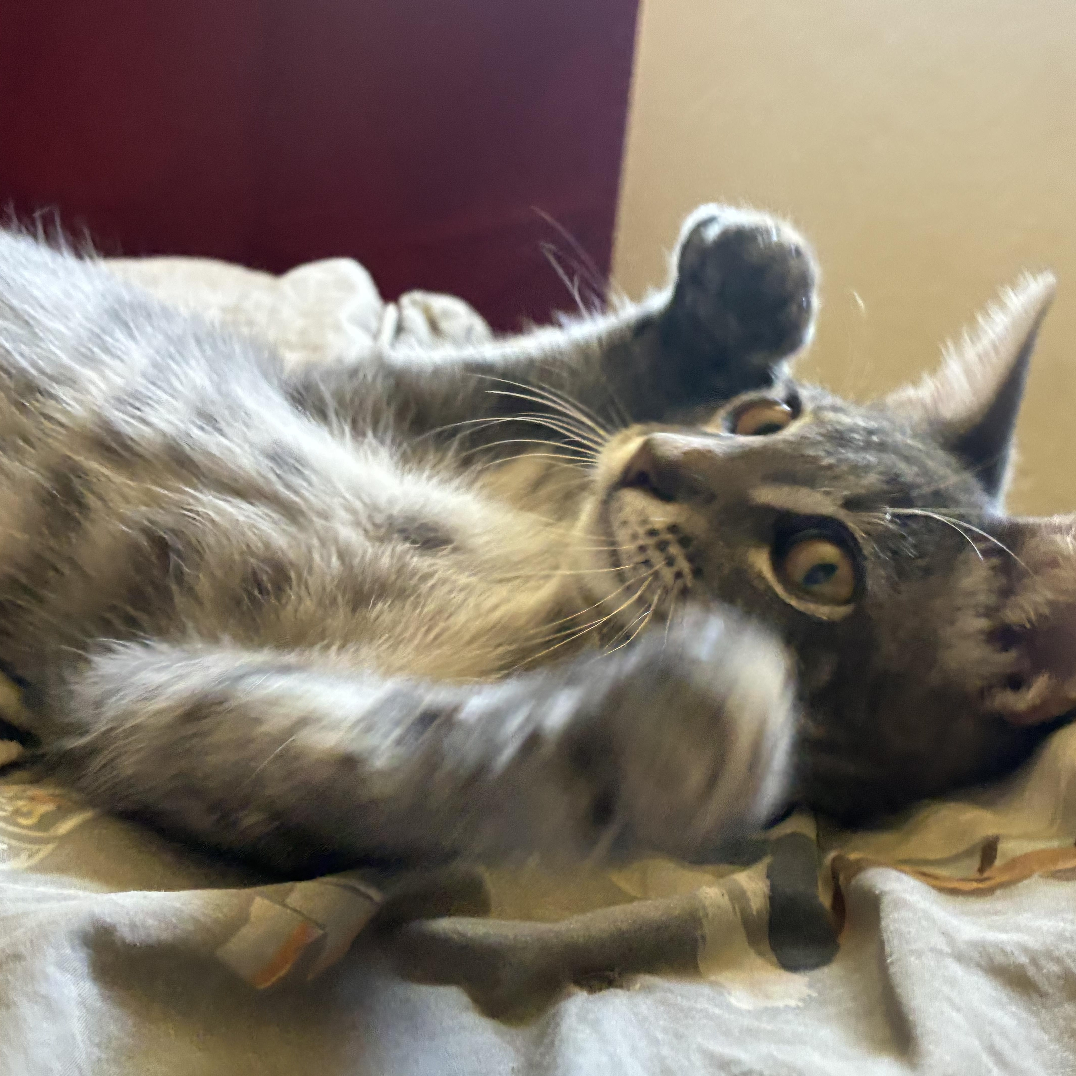 A baby medium-sized male Gray & White Tabby cat named Flash for adoption in Dallas, TX
