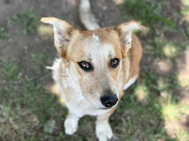 A young medium-sized male Cardigan Welsh Corgi dog named Bingo for adoption in Tulsa, OK