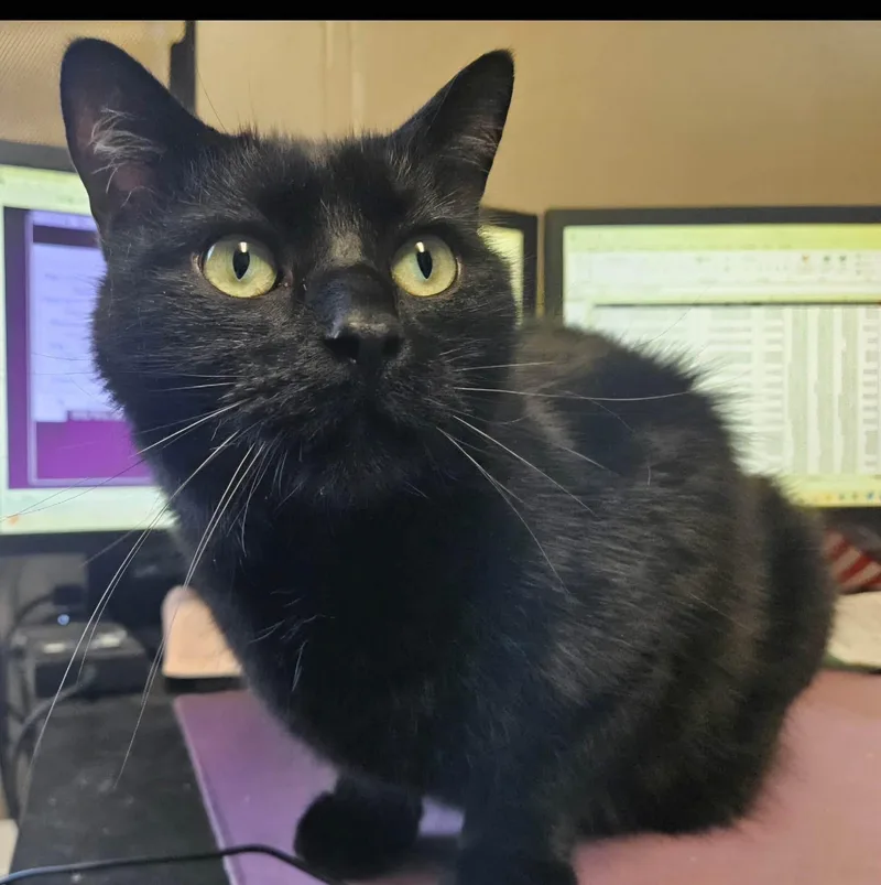 An adult large-sized male Domestic Short Hair cat named Salem for adoption in Clinton, IL