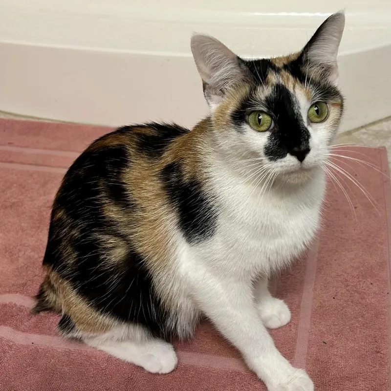 An adult small-sized female Calico Domestic Short Hair cat named Mama Cass for adoption in Corydon, IN
