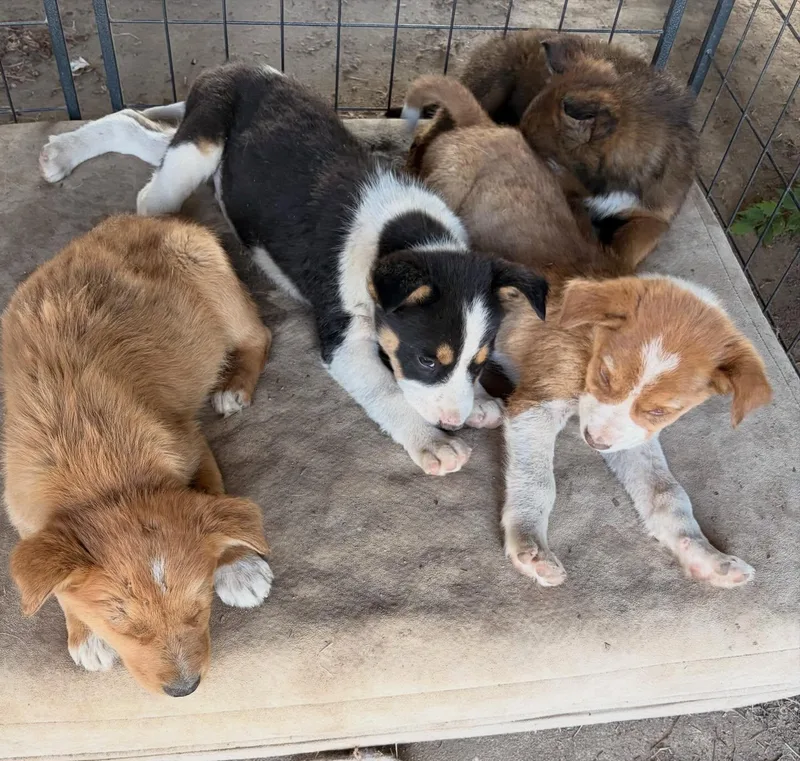 A young medium-sized female Bicolor Australian Cattle Dog / Blue Heeler dog named "l" Th Girl for adoption in Raleigh, NC