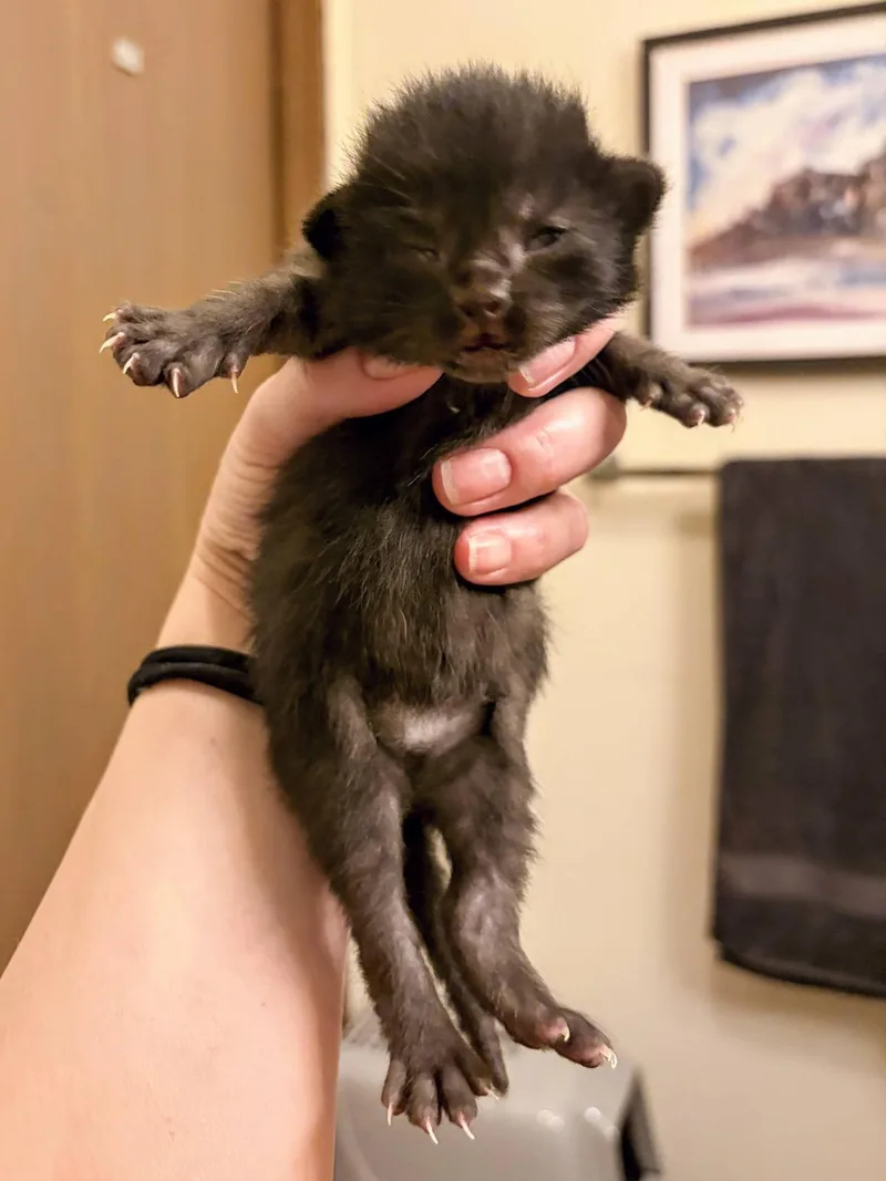 A baby small-sized male Black Domestic Short Hair cat named Lilo for adoption in Waverly, IA