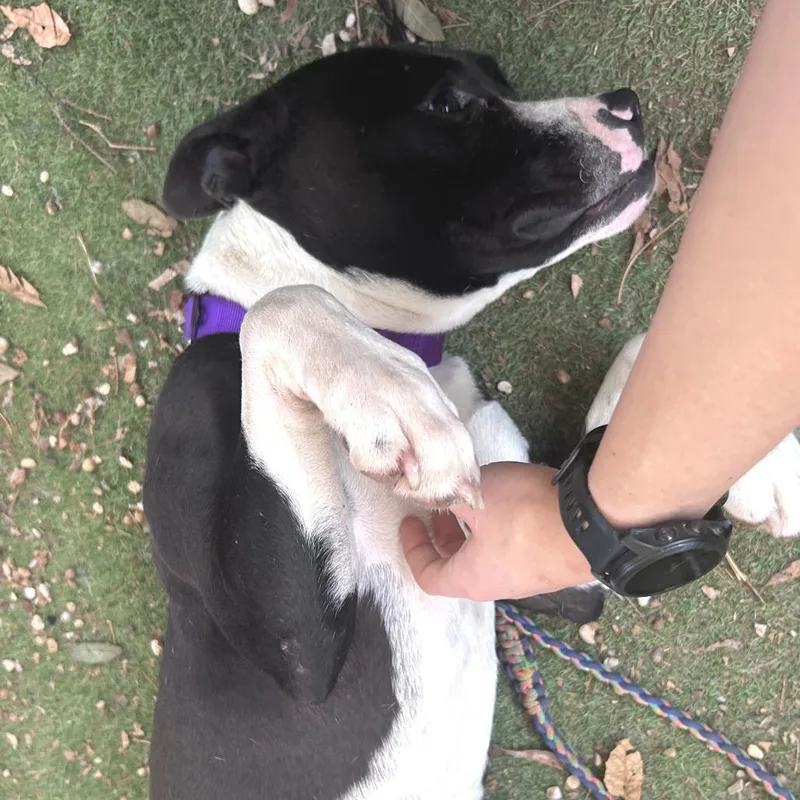 A young medium-sized female Black Pit Bull Terrier dog named Bettles for adoption in Austin, TX