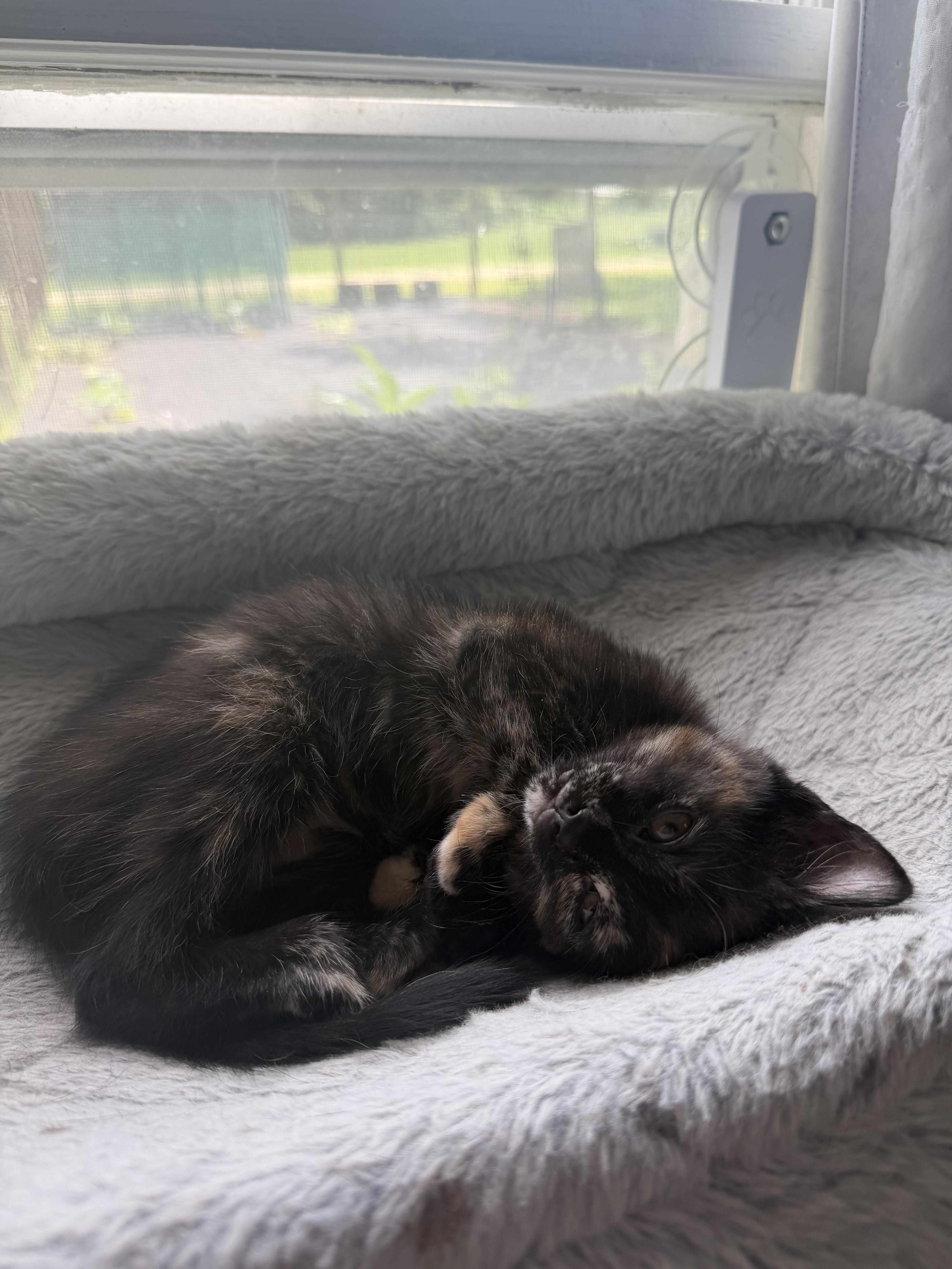 A baby medium-sized female Tortoiseshell Domestic Short Hair cat named Clove for adoption in Farmington, MN