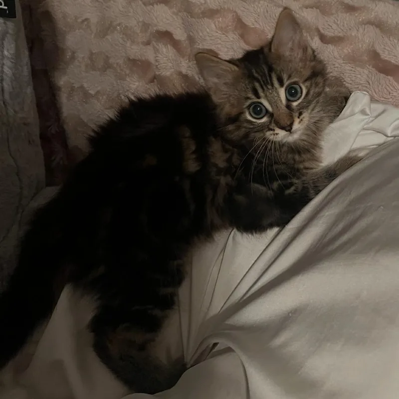 A baby small-sized male Brown / Chocolate Domestic Short Hair cat named Shadow for adoption in Los Angeles, CA