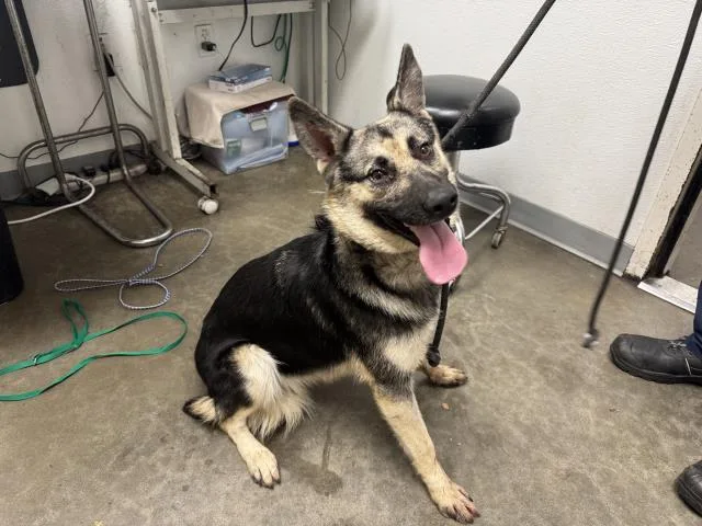 A young medium-sized female Siberian Husky dog named Ely for adoption in Los Angeles, CA