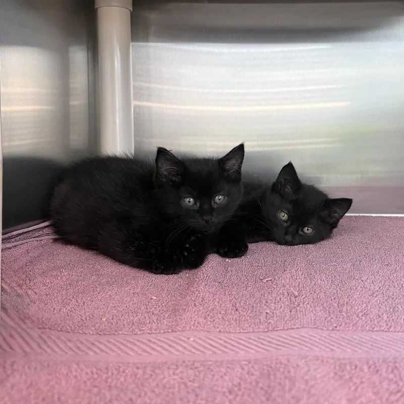 A baby small-sized male Black Domestic Short Hair cat named Liberty for adoption in Los Angeles, CA