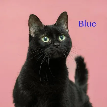 An adult medium-sized female Domestic Short Hair cat named Blue for adoption in Parma, OH