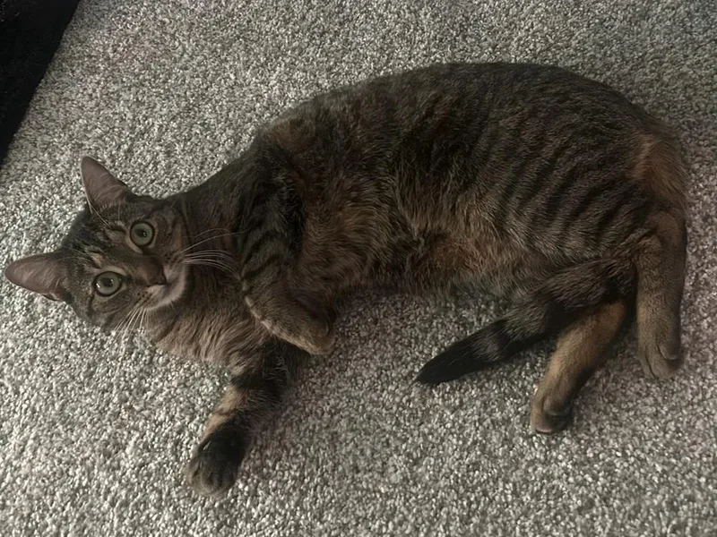 An adult medium-sized female Domestic Short Hair cat named Olympia for adoption in Dallas, TX