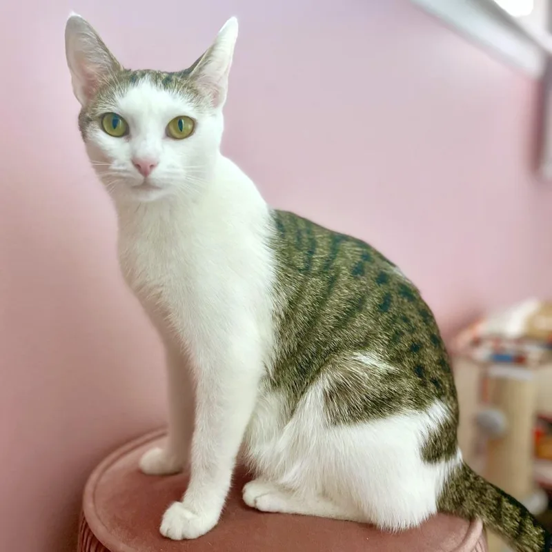 A young medium-sized female White Domestic Short Hair cat named Valentina for adoption in Michigan City, IN