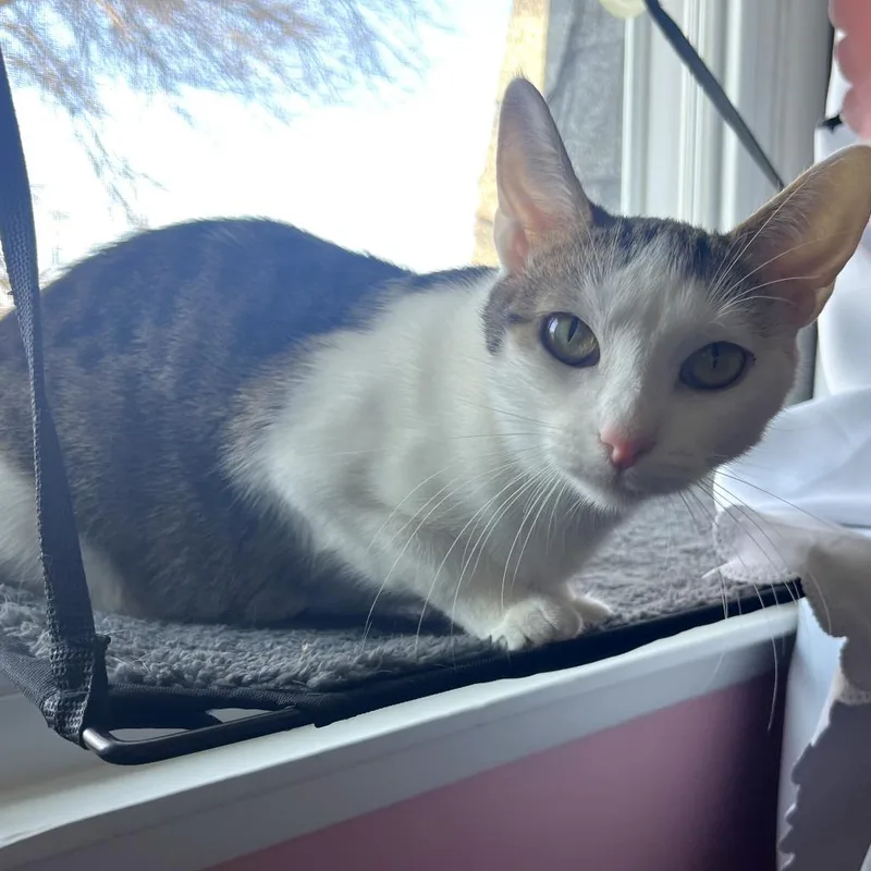 Valentina thumbnail 3