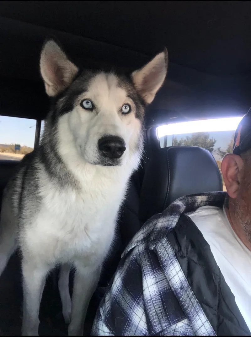 An adult medium-sized female Siberian Husky dog named Hazel for adoption in Menifee, CA