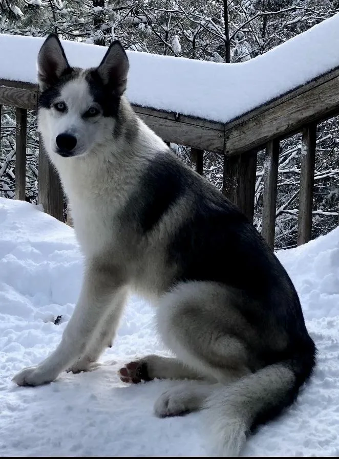 Hazel thumbnail 4
