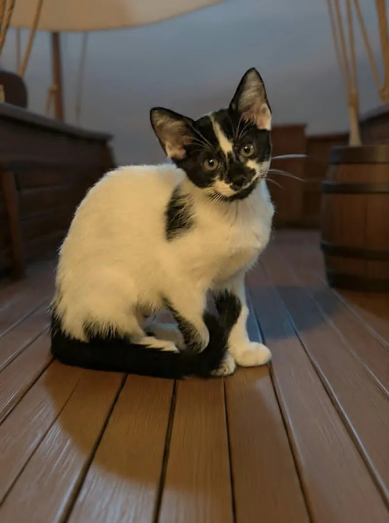 A baby medium-sized female Black & White / Tuxedo Domestic Short Hair cat named Prairie for adoption in Oviedo, FL