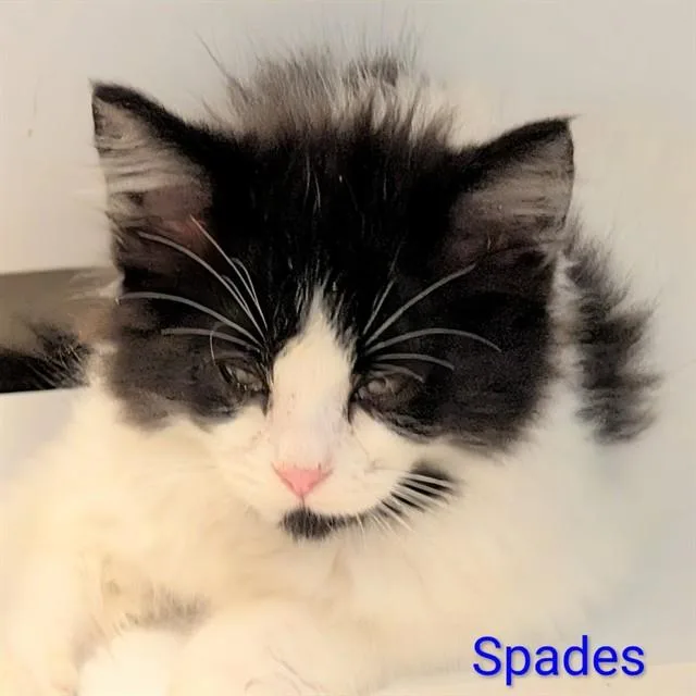 A baby small-sized female Domestic Medium Hair cat named Spades for adoption in Auburn, CA
