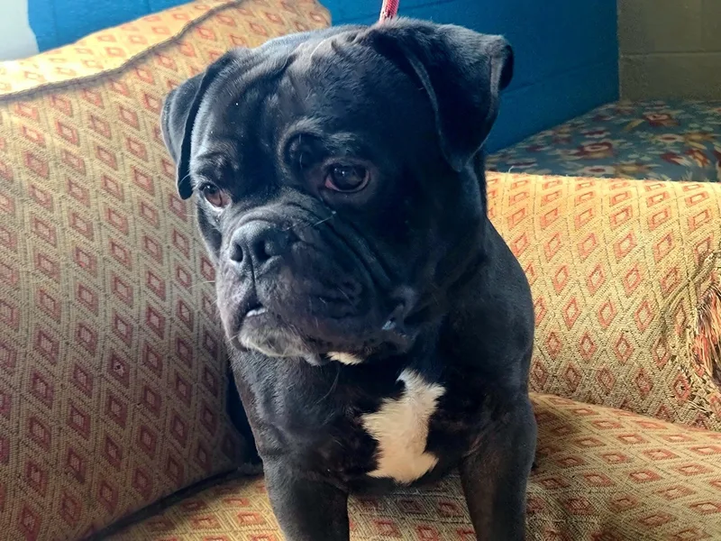 An adult medium-sized male English Bulldog dog named Cheeseburger for adoption in Dandridge, TN