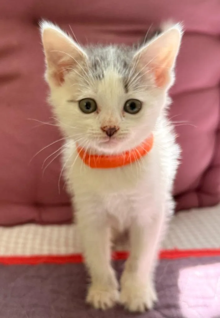A baby medium-sized female Domestic Short Hair cat named Cindy for adoption in Pomona, NY