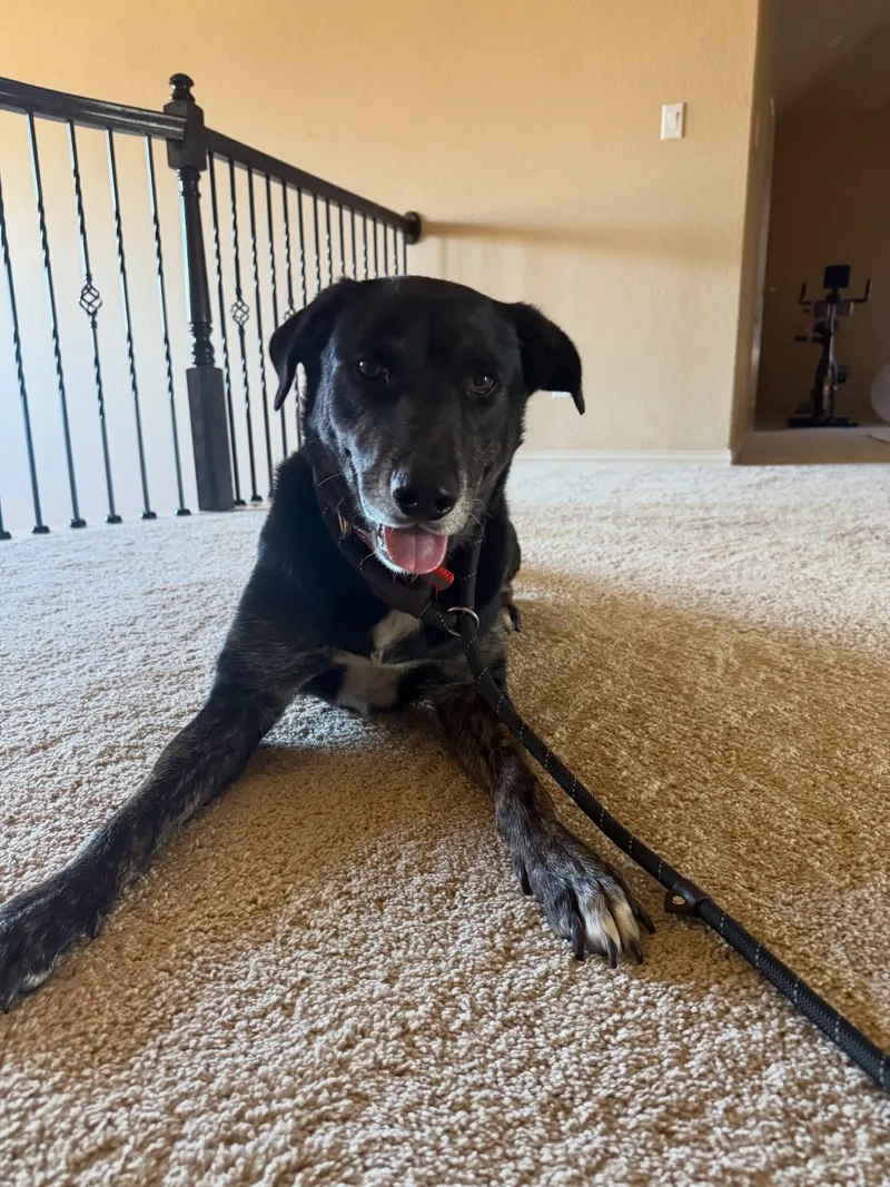 A senior medium-sized male Black Labrador Retriever dog named Nicholas for adoption in Spring, TX