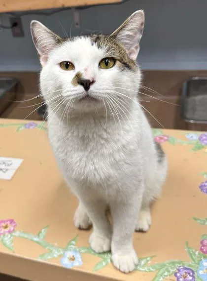 An adult small-sized male Domestic Short Hair cat named Noodle for adoption in Cumming, GA