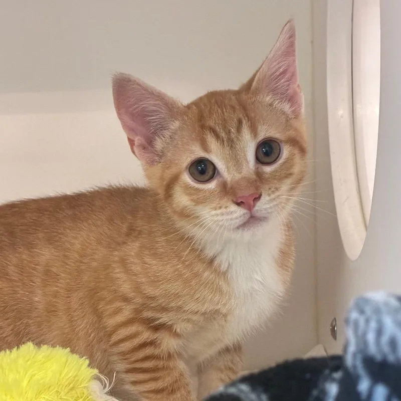 A baby small-sized male Orange / Red Domestic Short Hair cat named Gaston for adoption in Greensboro, NC
