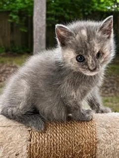 A baby medium-sized female Dilute Tortoiseshell Tortoiseshell cat named Waddle Doo for adoption in Ladson, SC