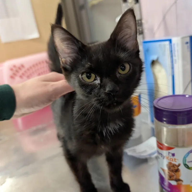 A young medium-sized male Black Domestic Short Hair cat named Gear Shift for adoption in Binghamton, NY