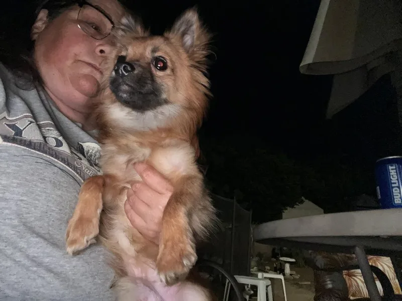 An adult small-sized male Pomeranian dog named Artie for adoption in Pomona, CA