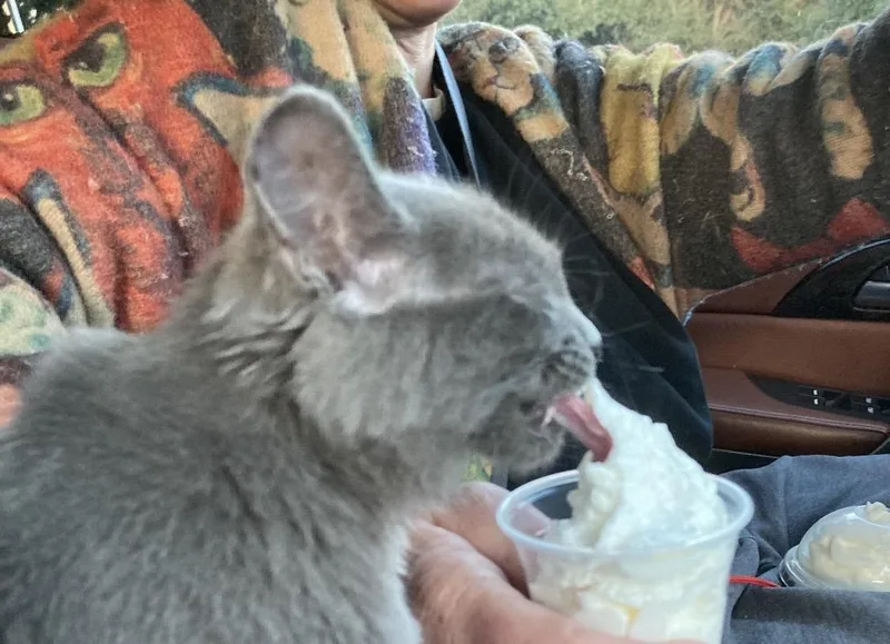 An adult medium-sized female Nebelung cat named Tiny for adoption in Dixon, CA
