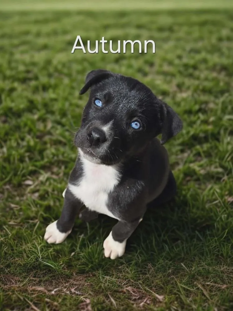 A baby medium-sized female Tricolor (Brown, Black, & White) Husky dog named Autumn for adoption in Peoria, IL