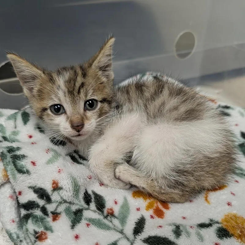 A baby small-sized male Brown / Chocolate Domestic Short Hair cat named Dewey for adoption in Evansville, IN