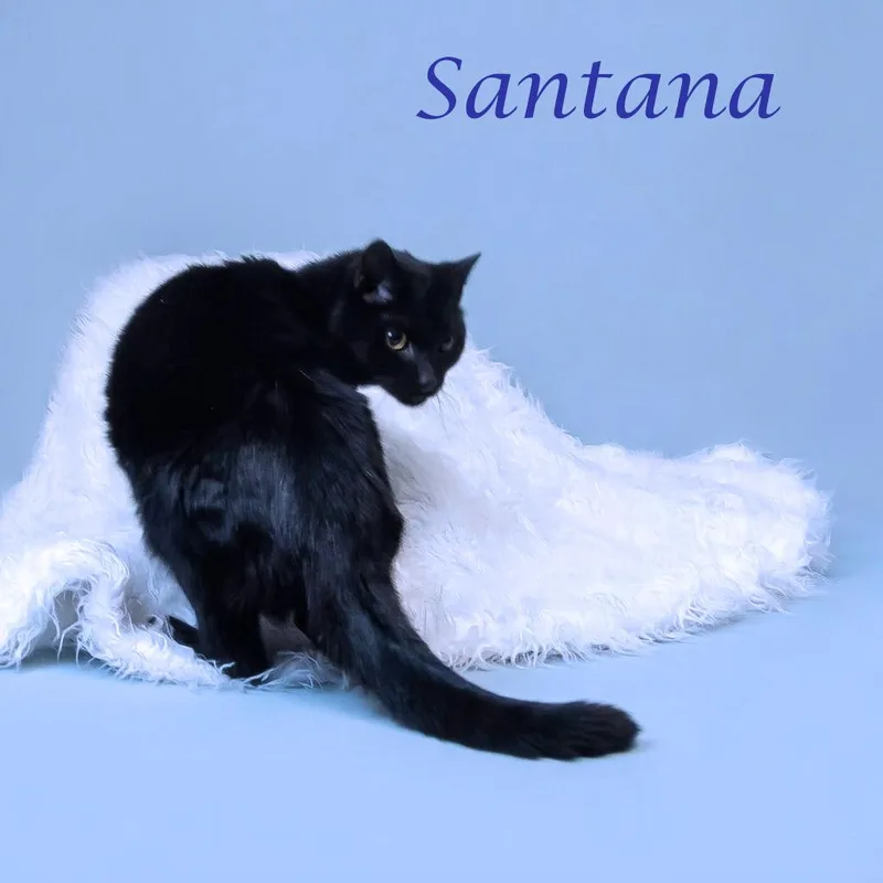 A senior medium-sized male Black Domestic Short Hair cat named Santana C for adoption in Lebanon, TN