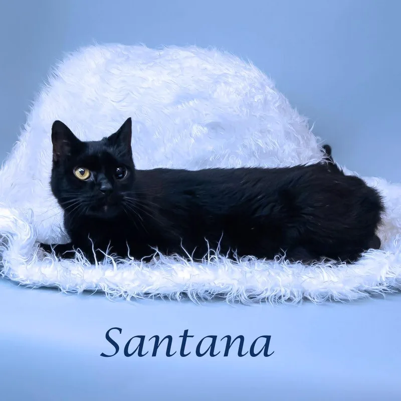 Santana C thumbnail 2