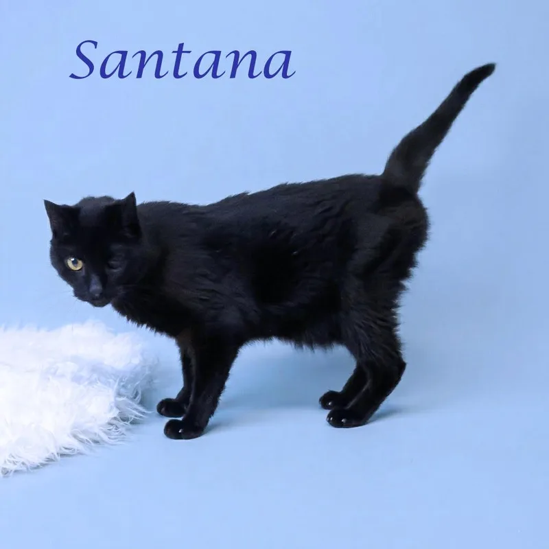 Santana C thumbnail 3