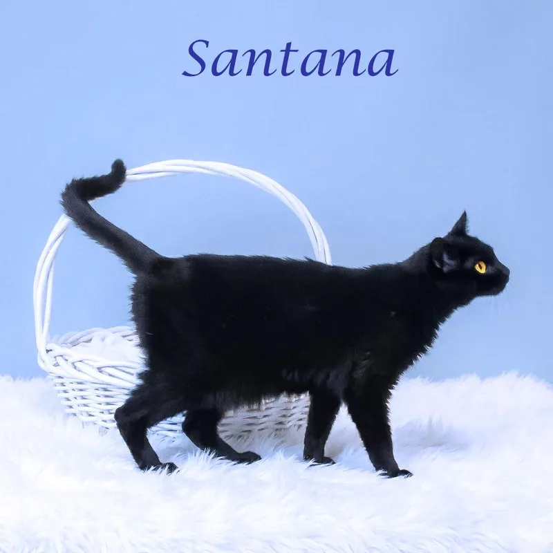 Santana C thumbnail 4