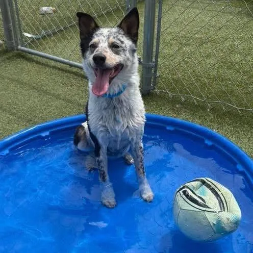 An adult medium-sized male Brown / Chocolate Australian Cattle Dog / Blue Heeler dog named Bingo for adoption in Northville, MI