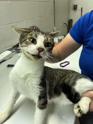 An adult small-sized male Domestic Short Hair cat named Eight for adoption in Gainesville, FL