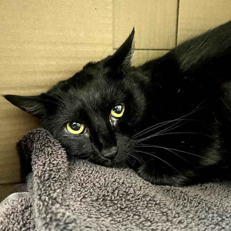 A young small-sized female Black Domestic Short Hair cat named Claire for adoption in Newark, NJ