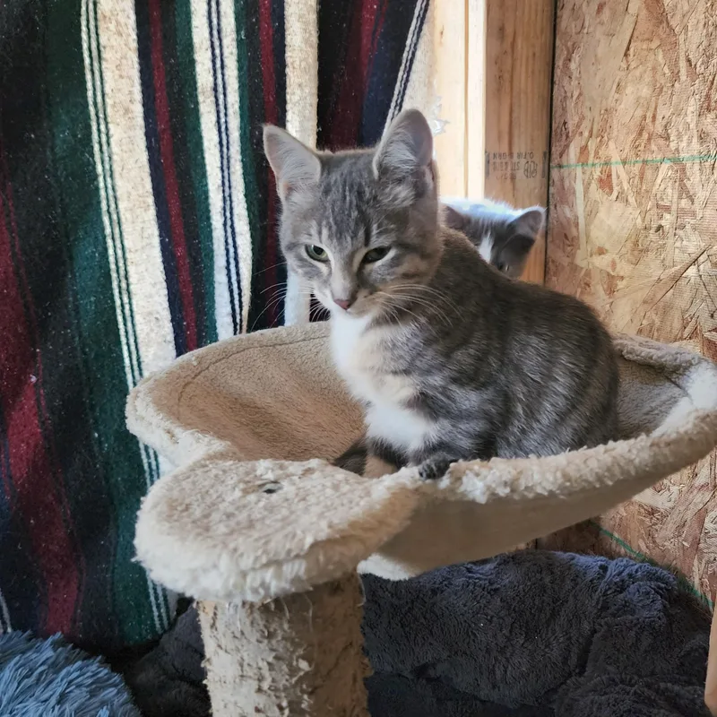 Penelope thumbnail 2