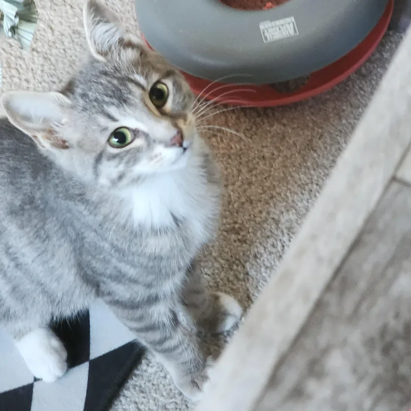 Penelope thumbnail 3