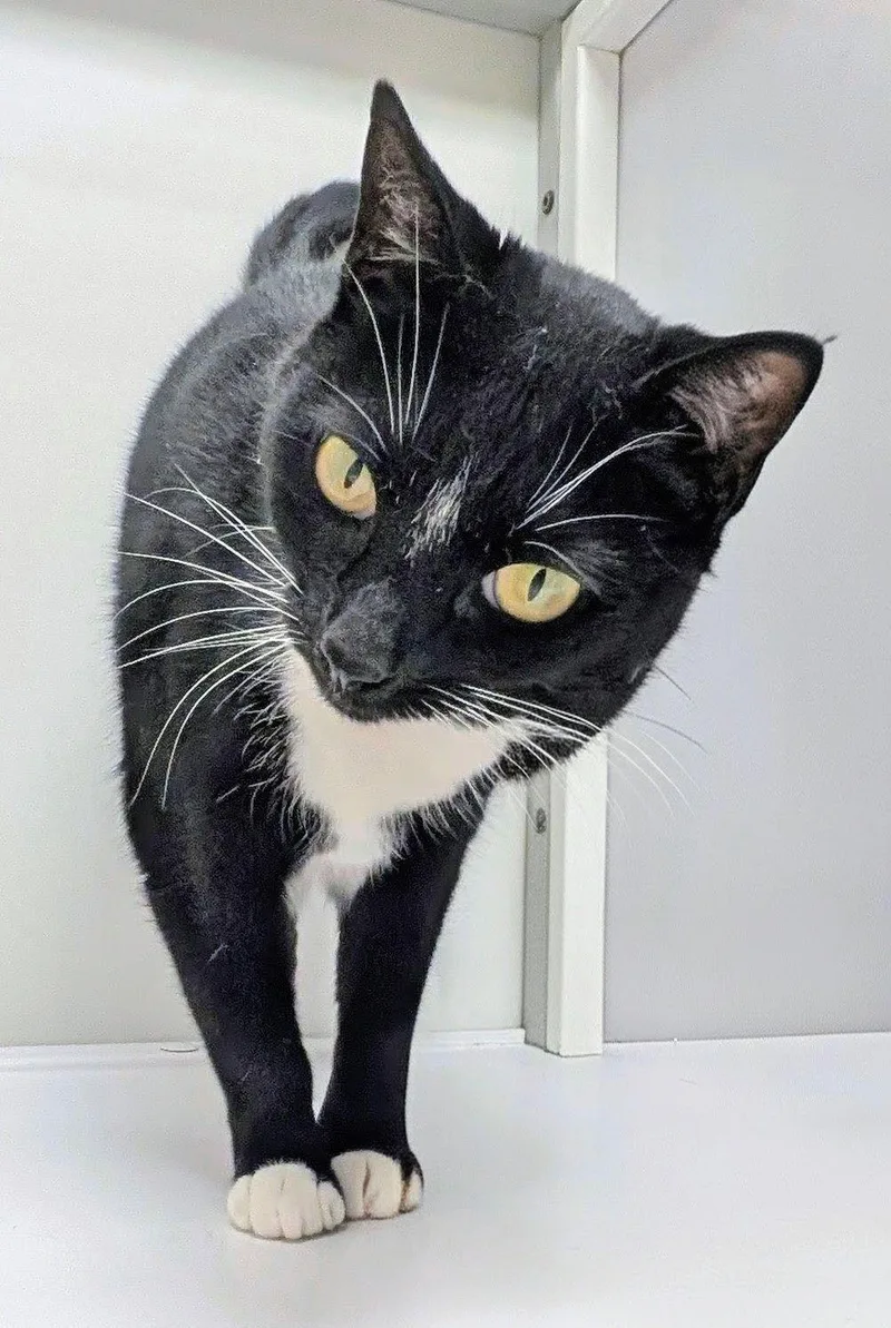 A young medium-sized female Black & White / Tuxedo Domestic Short Hair cat named Pretty Girl for adoption in Alexandria, VA