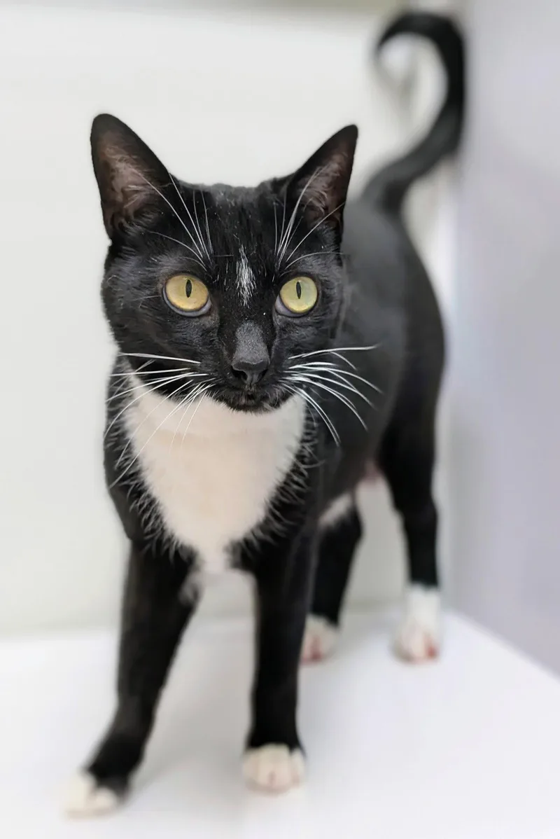 Pretty Girl thumbnail 2