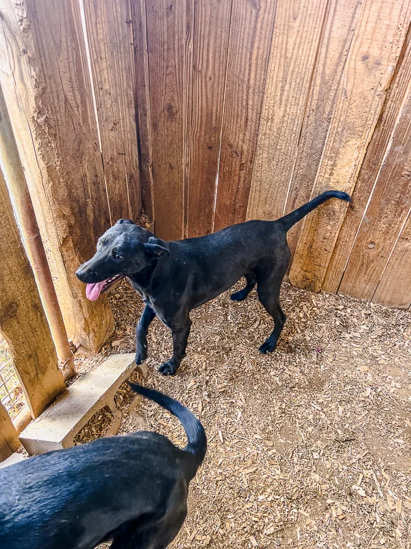 A young large-sized female Black Labrador Retriever dog named Gabrielle for adoption in Pontotoc, MS